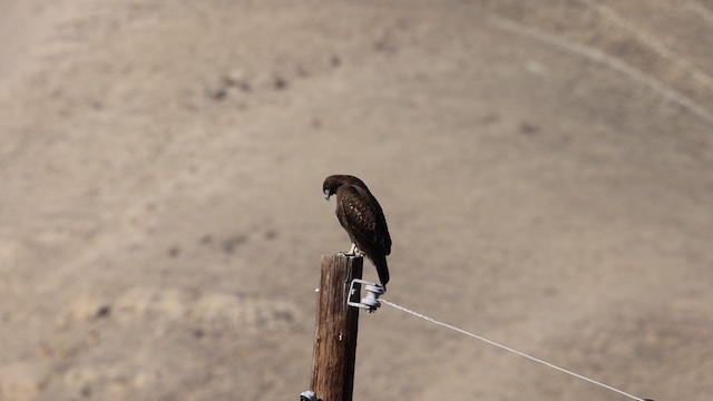 Red-tailed Hawk (calurus/alascensis) - ML391546811
