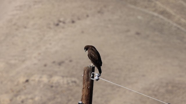 Rotschwanzbussard (calurus/alascensis) - ML391546811