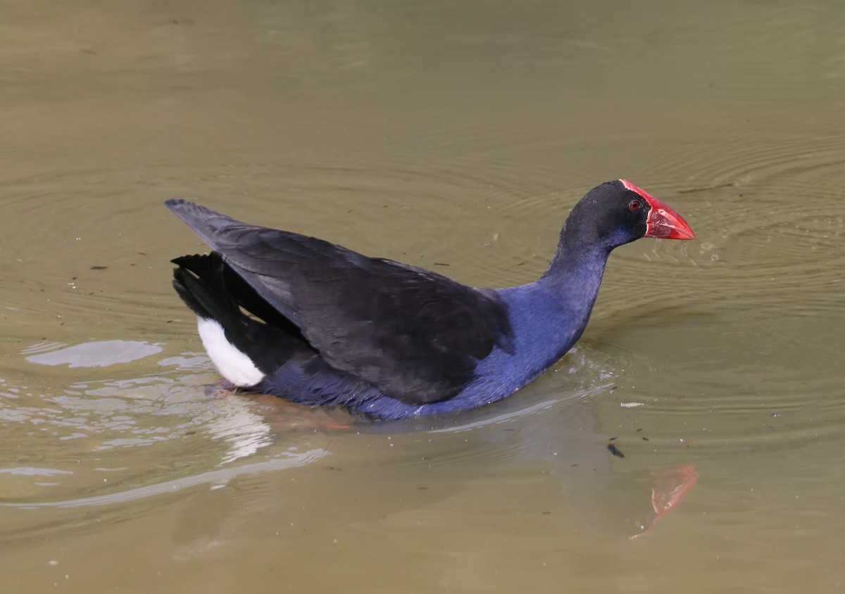 Australasian Swamphen - Ian Halliday