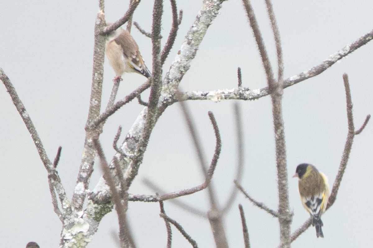 Oriental Greenfinch - ML391548621