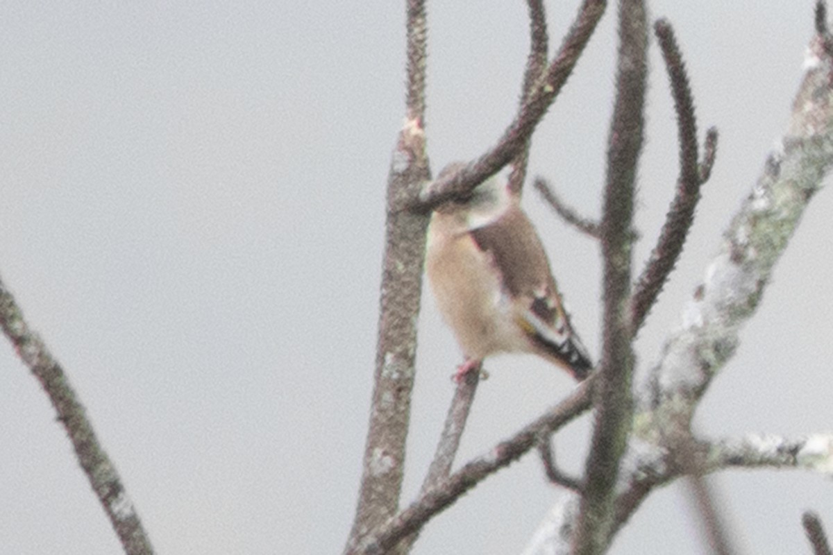 Oriental Greenfinch - ML391548631