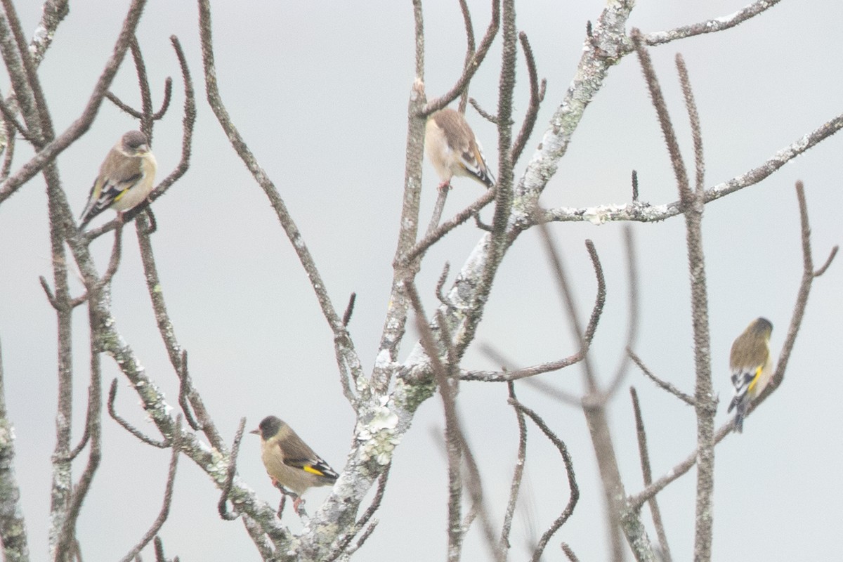 Oriental Greenfinch - ML391548651