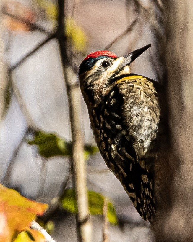 Yellow-bellied Sapsucker - ML391549411