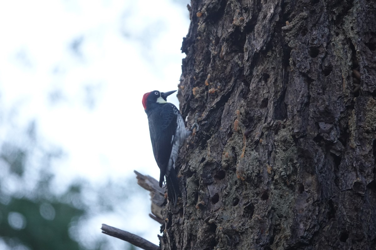 Acorn Woodpecker - Dave Bengston