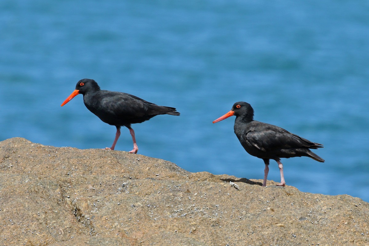 Sooty Oystercatcher - ML391549951