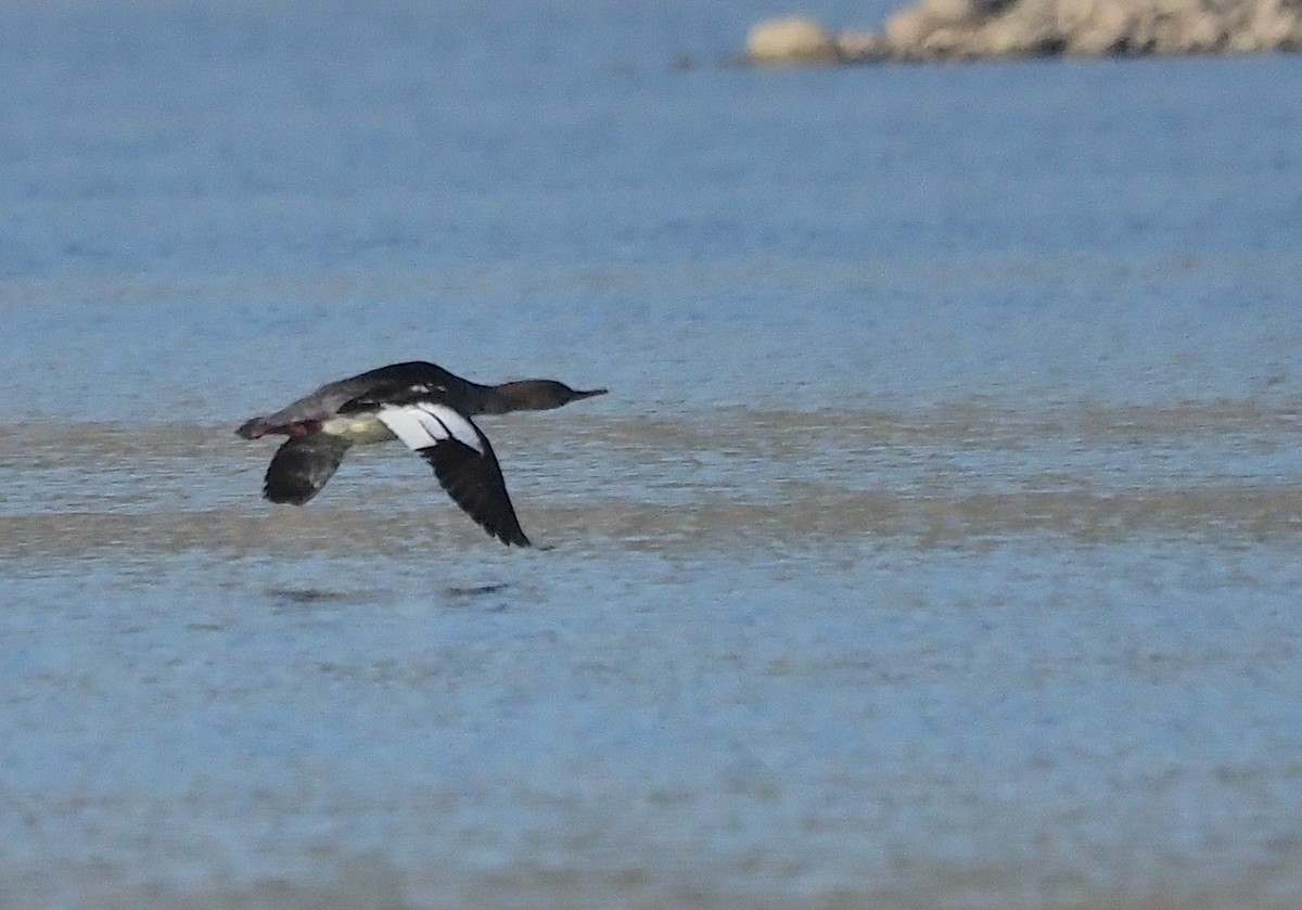 Red-breasted Merganser - ML391550881