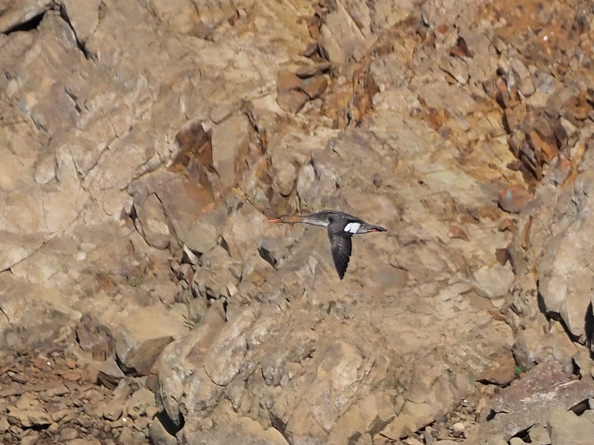 Red-breasted Merganser - ML391550891