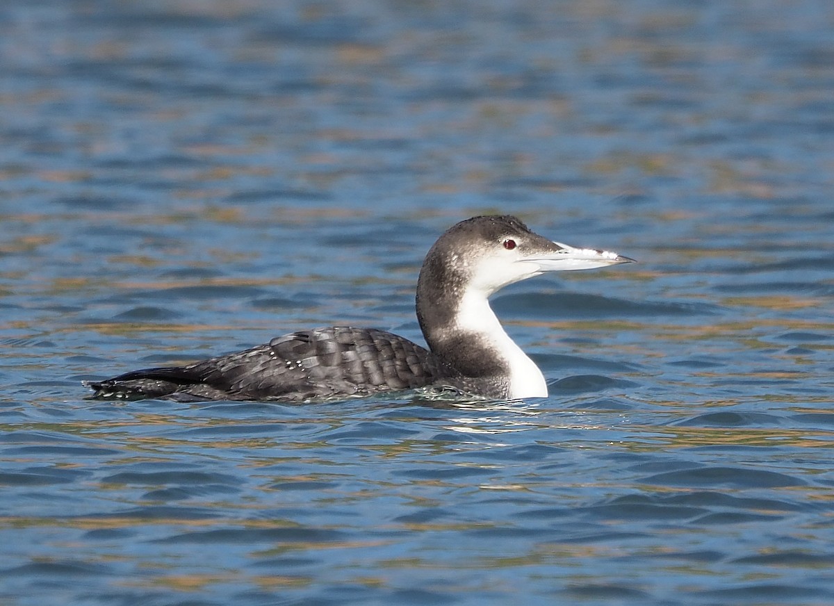 Common Loon - ML391551441