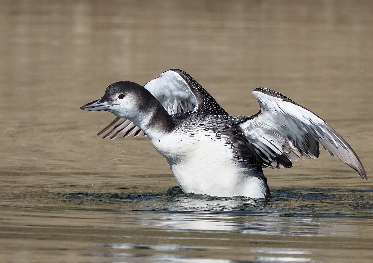 Common Loon - ML391551451