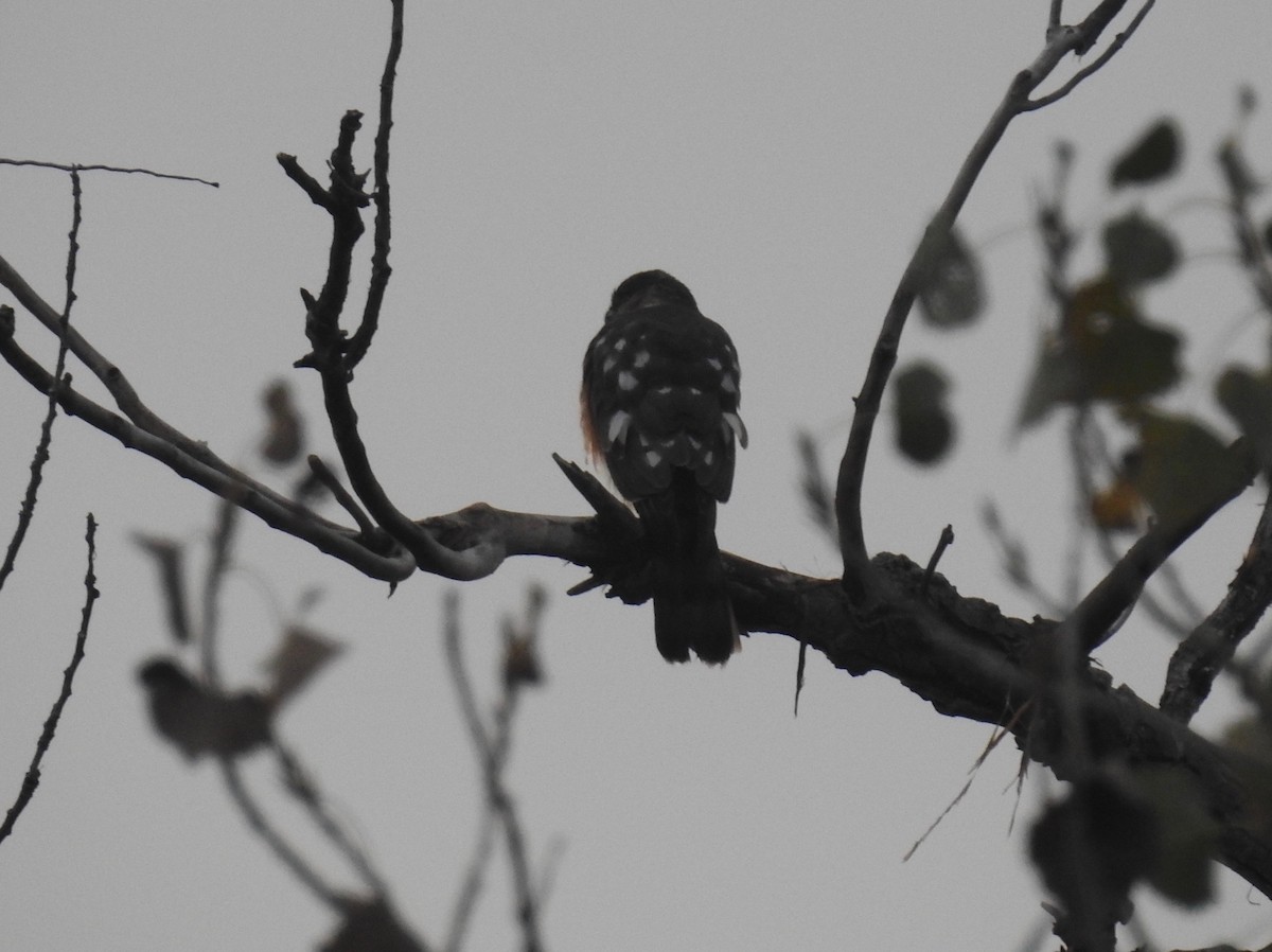 Sharp-shinned Hawk - ML39155171