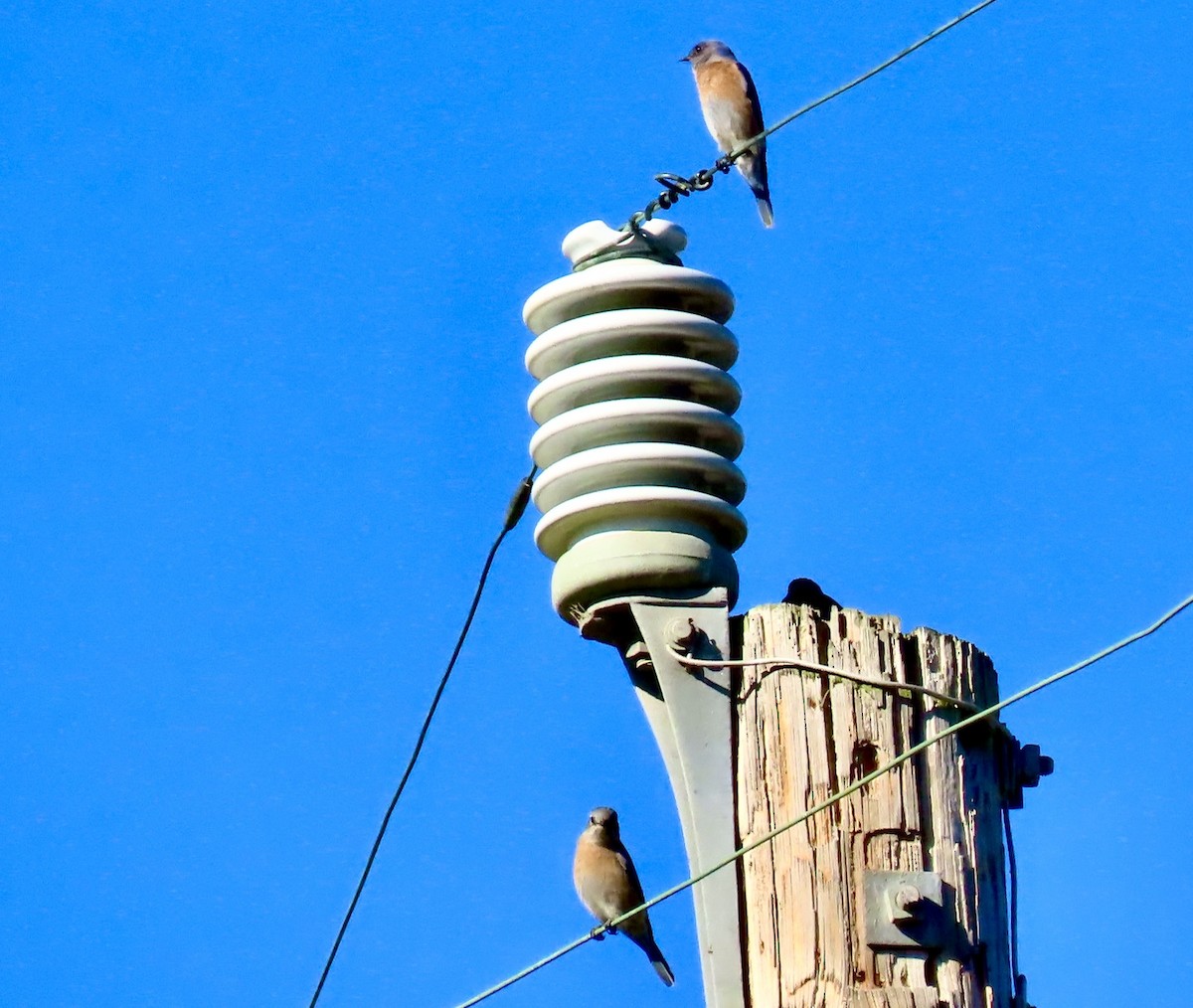 Western Bluebird - ML391552171