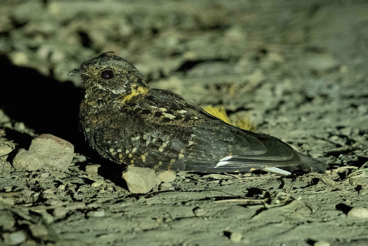 Montane Nightjar (Rwenzori) - ML391553441