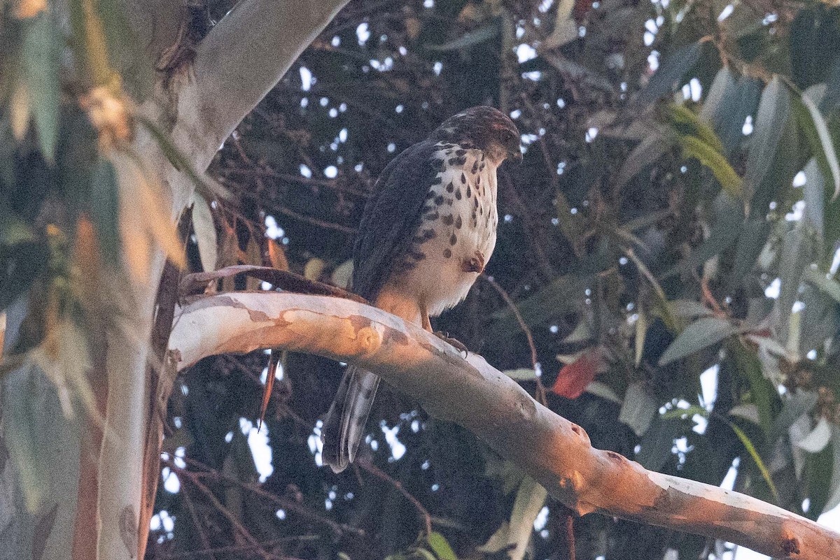 African Goshawk - ML391554111