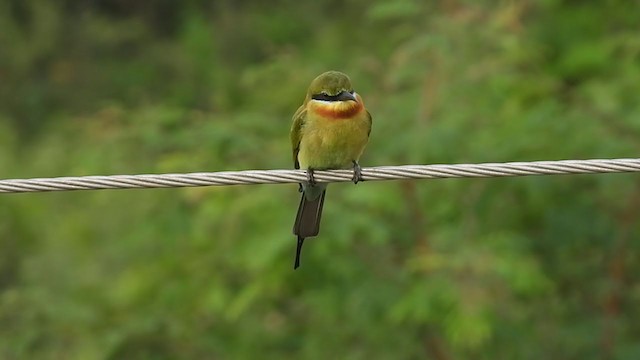 Blue-tailed Bee-eater - ML391555221