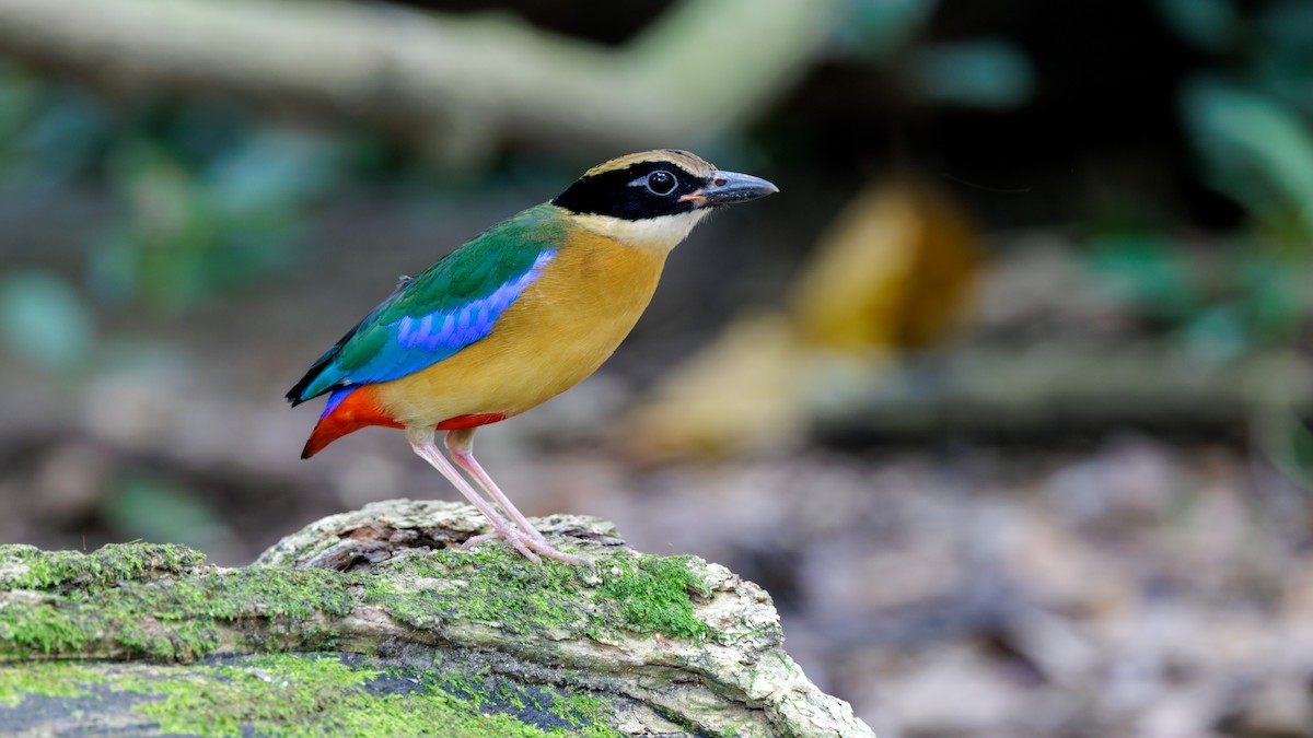 Blue-winged Pitta - Martti Siponen