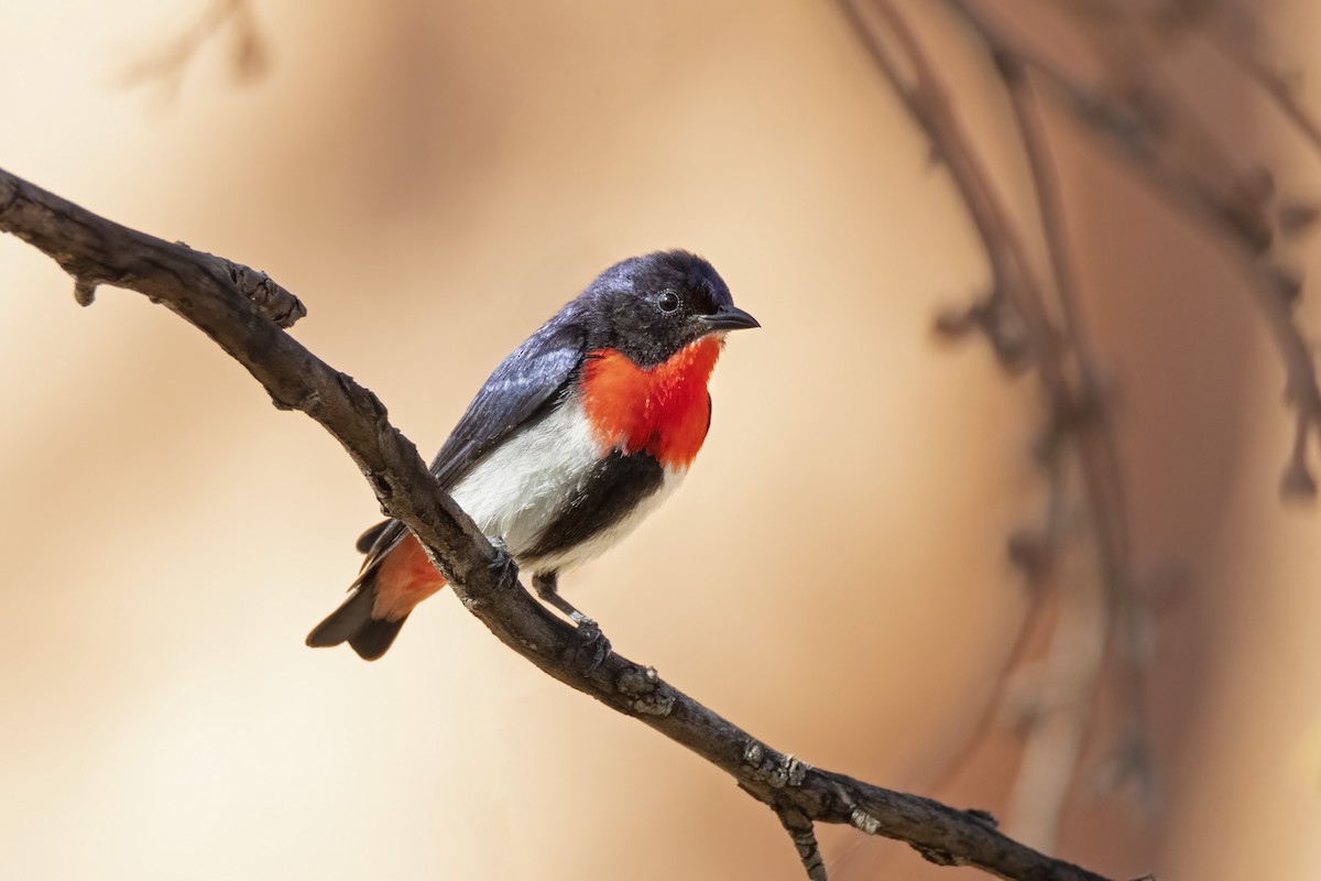 Mistletoebird - ML391555951