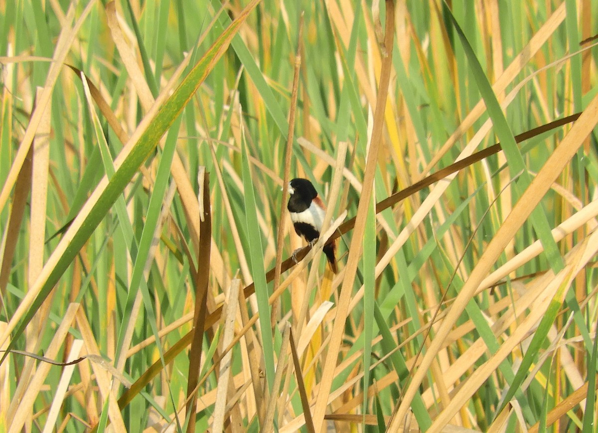 Tricolored Munia - ML391557031