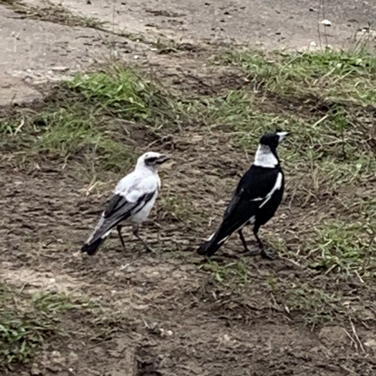 Australian Magpie - ML391558601