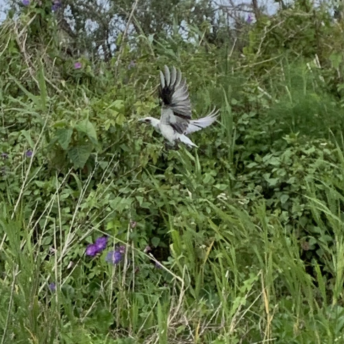 Australian Magpie - ML391558611