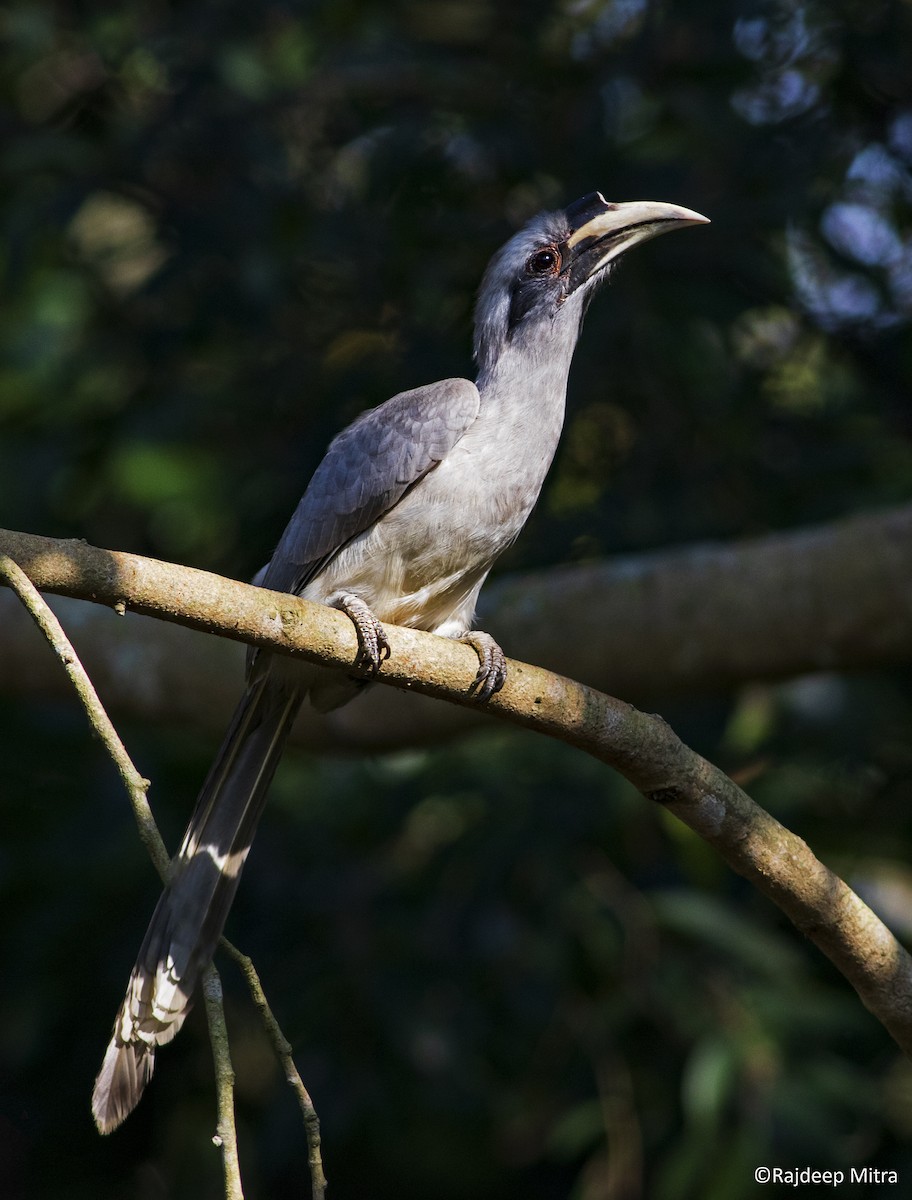 Indian Gray Hornbill - Rajdeep Mitra