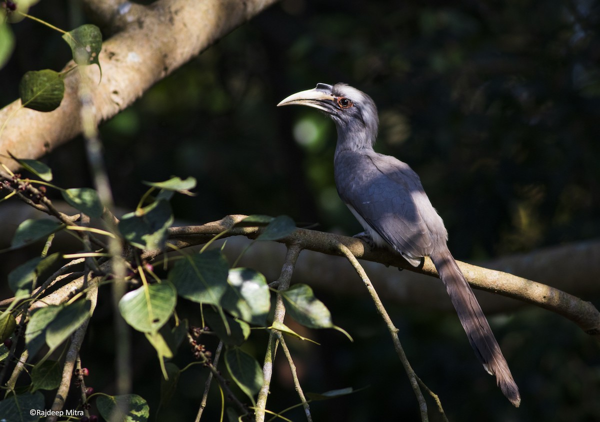 Indian Gray Hornbill - ML391558791