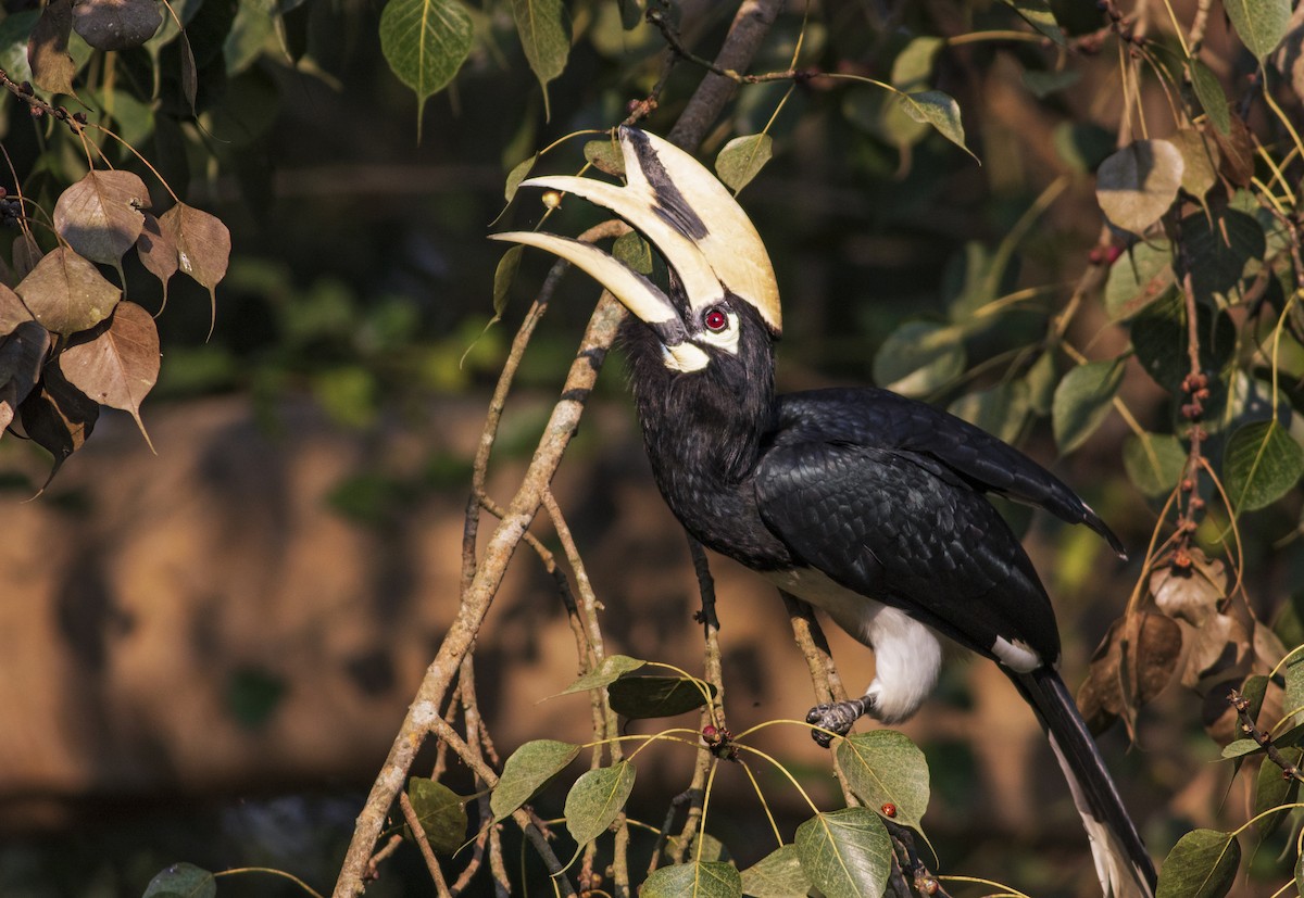 Oriental Pied-Hornbill - ML391558841