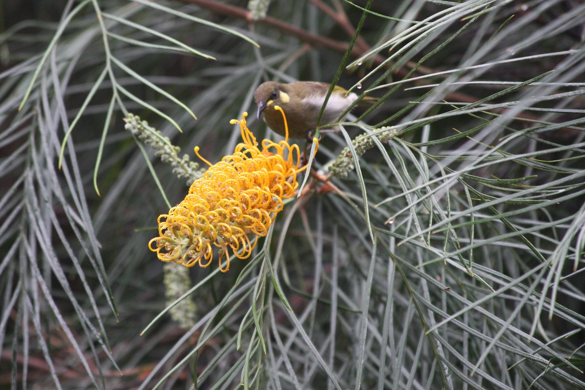 Cryptic Honeyeater - ML391559751