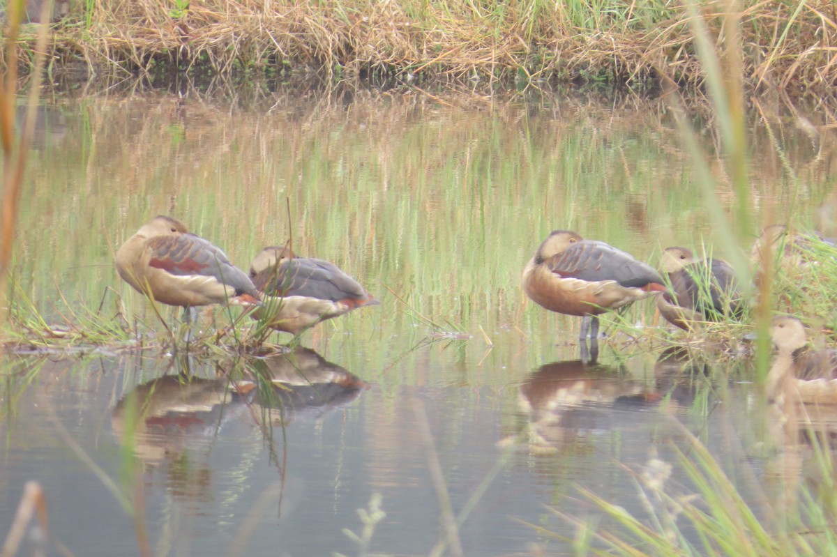 樹鴨 - ML391559841