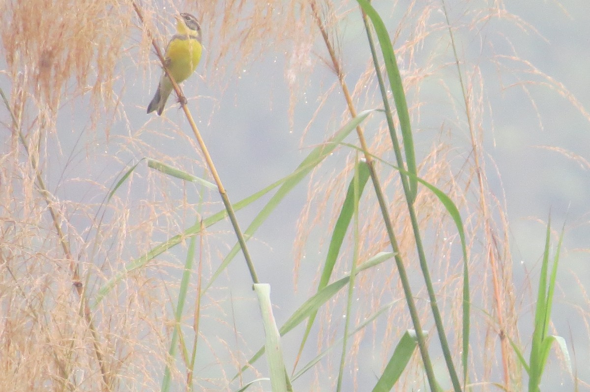 金鵐 - ML391559881