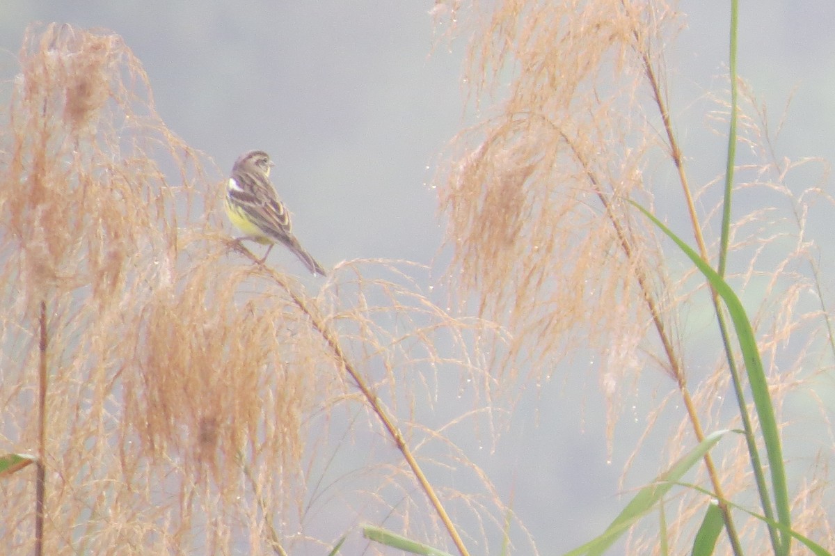 金鵐 - ML391560351