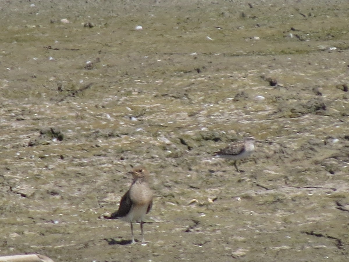 Oriental Pratincole - ML391561031