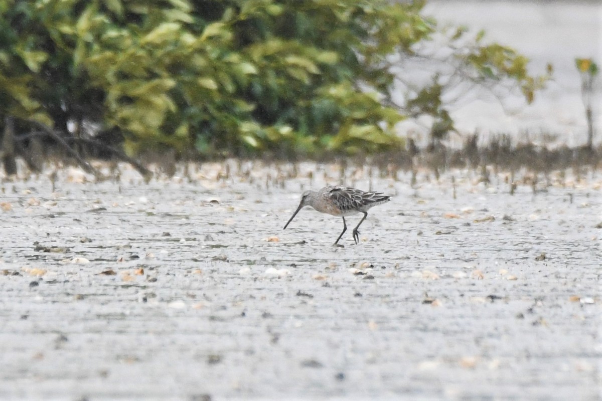 Asian Dowitcher - Trevor Ross