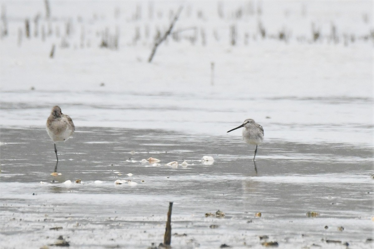 asiabekkasinsnipe - ML391563671