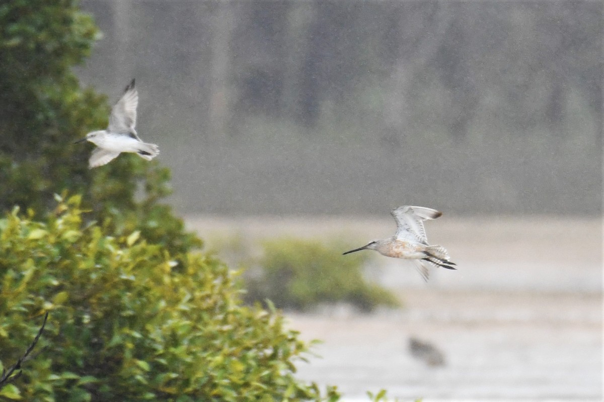 Asian Dowitcher - Trevor Ross