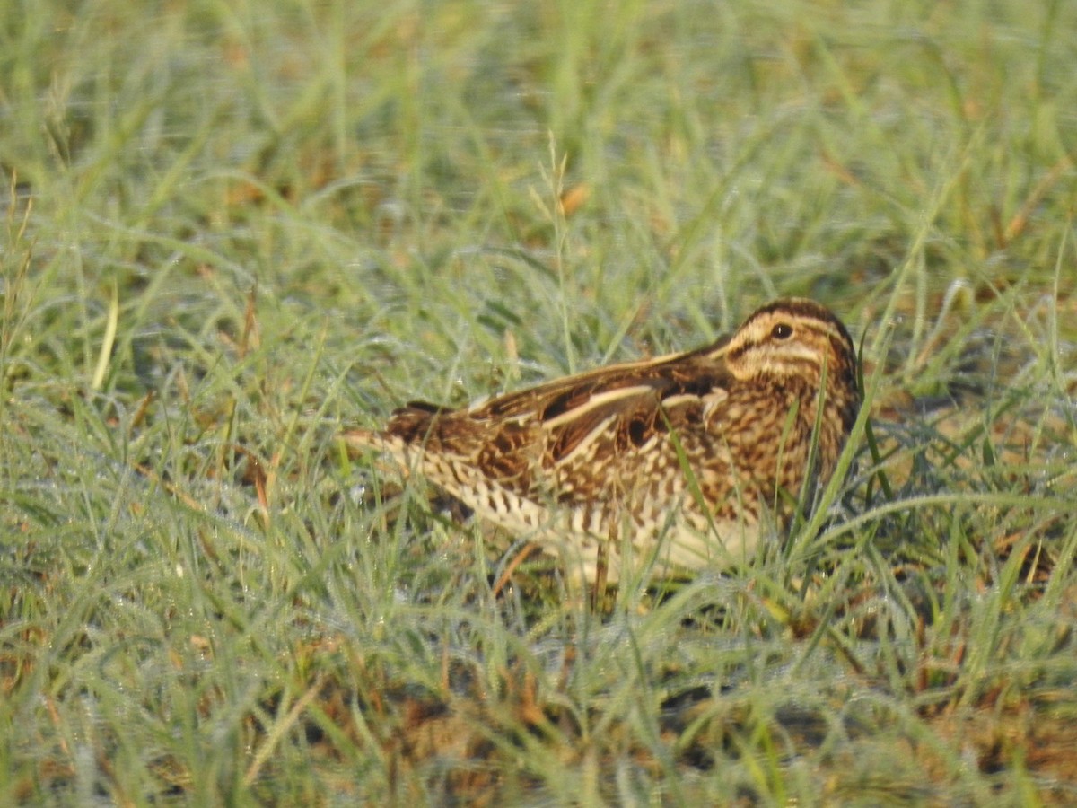 Common Snipe - ML391565731