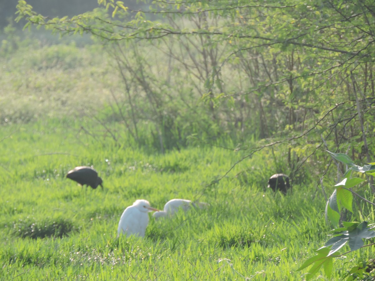 Glossy Ibis - Shilpa Gadgil