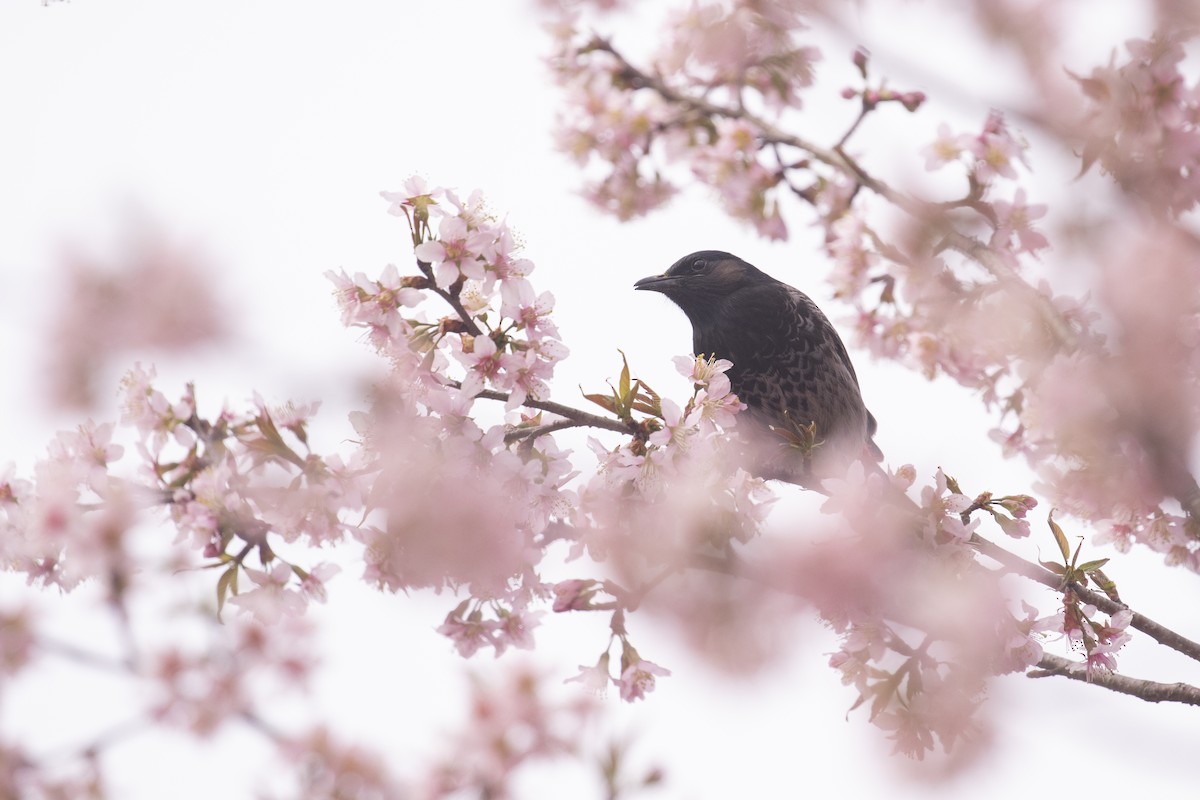 Red-vented Bulbul - ML391567271