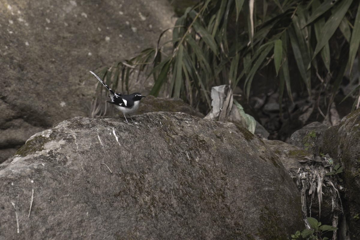 Slaty-backed Forktail - ML391567281