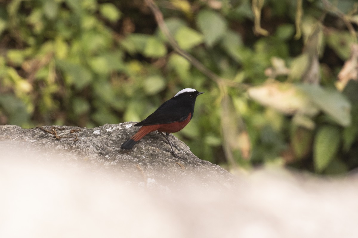 Халзан гал сүүлт - ML391567291