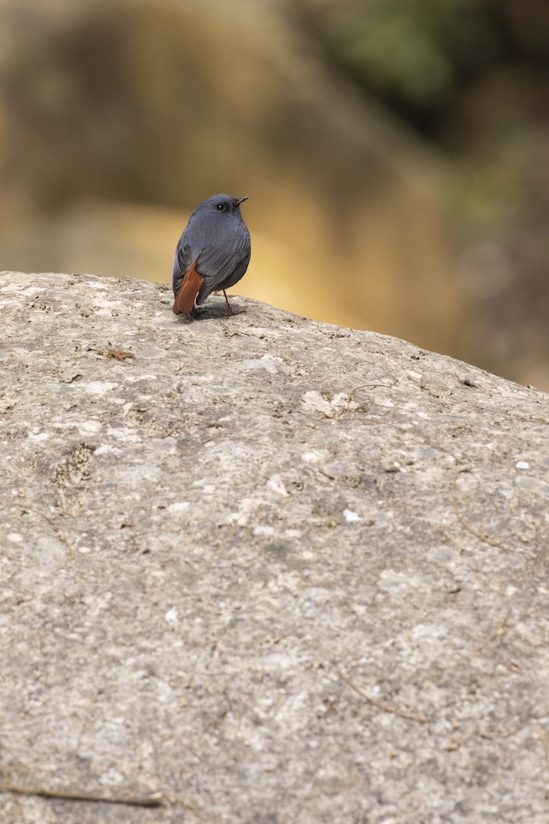 Plumbeous Redstart - ML391567301