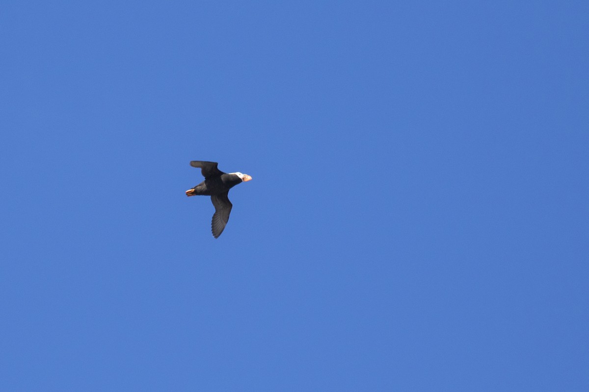 Tufted Puffin - ML391567371
