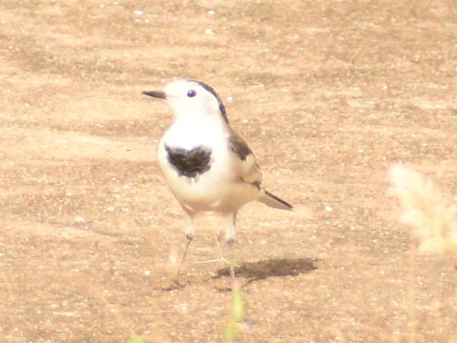 White Wagtail - ML391567451