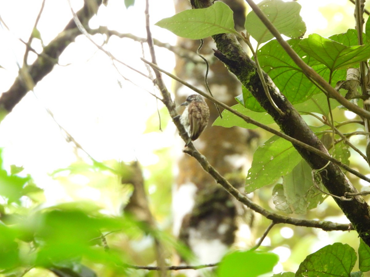 Scaled Piculet - ML391568051