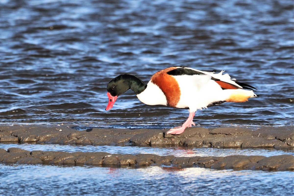 Common Shelduck - Pedro Miguel Pinheiro