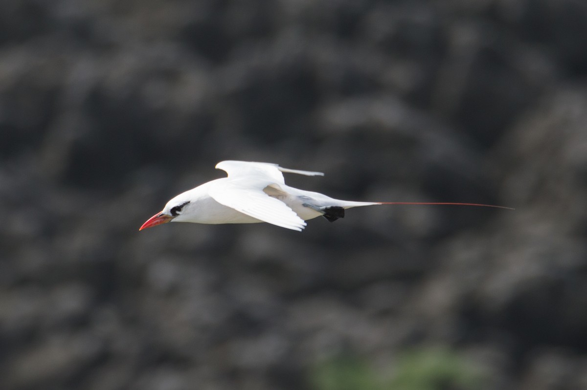 Red-tailed Tropicbird - Trenton Voytko