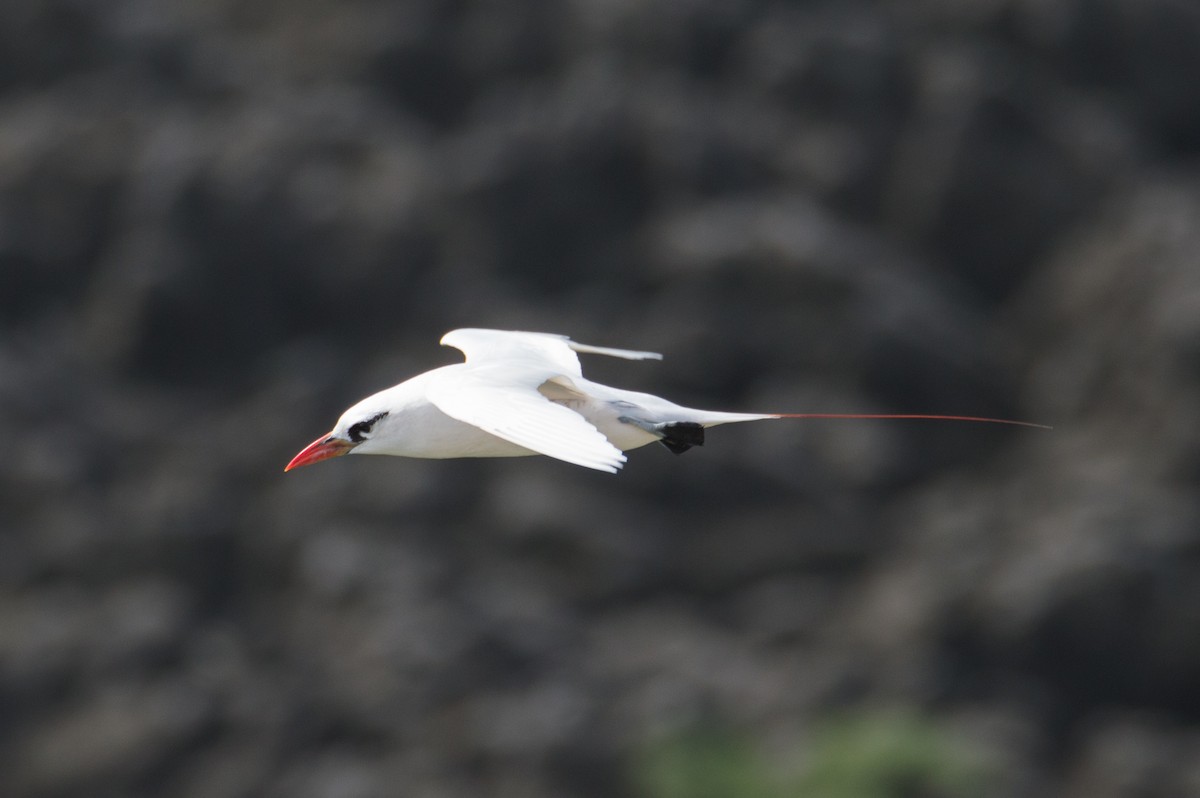 Red-tailed Tropicbird - ML391569171