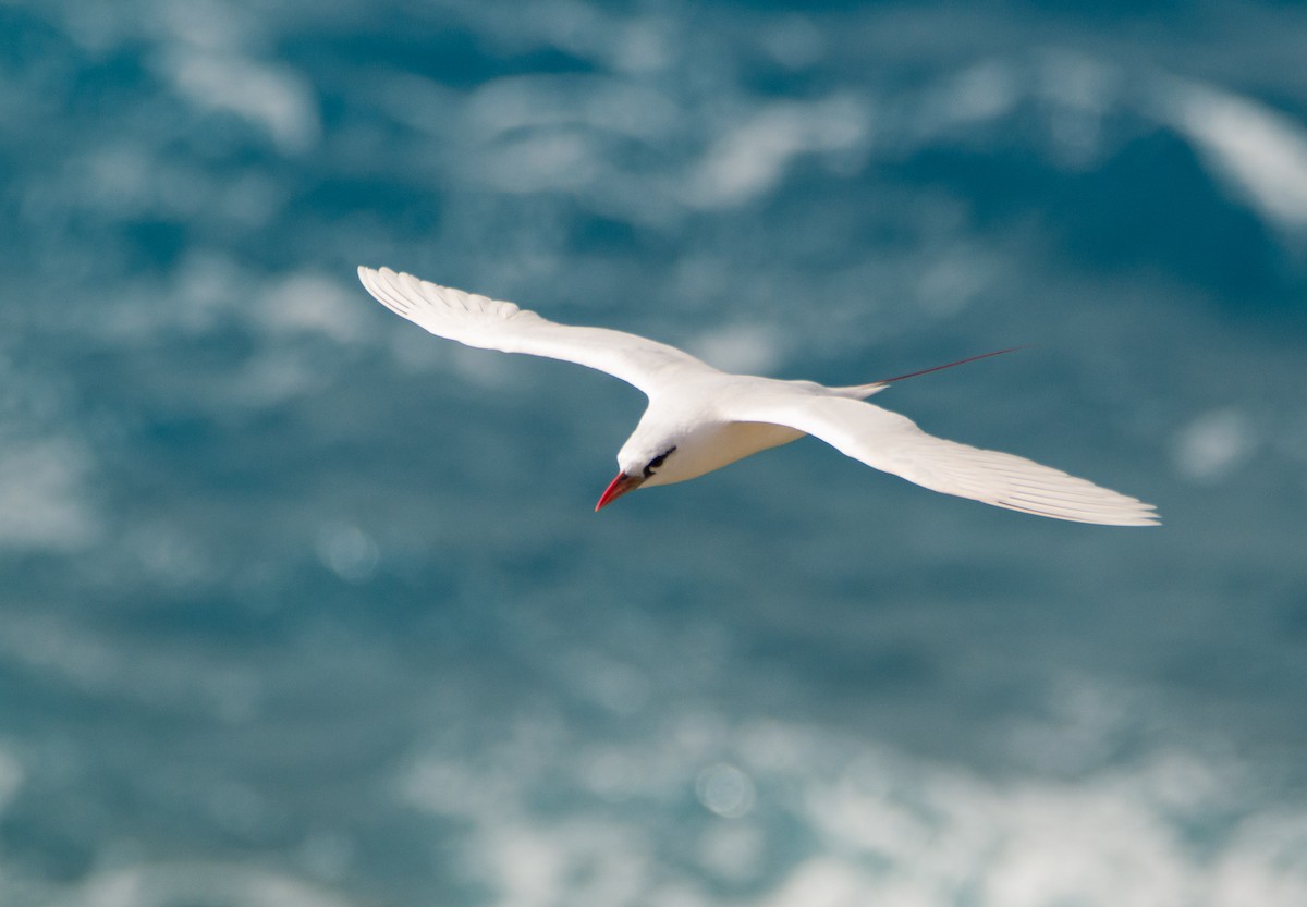 Red-tailed Tropicbird - ML391569191