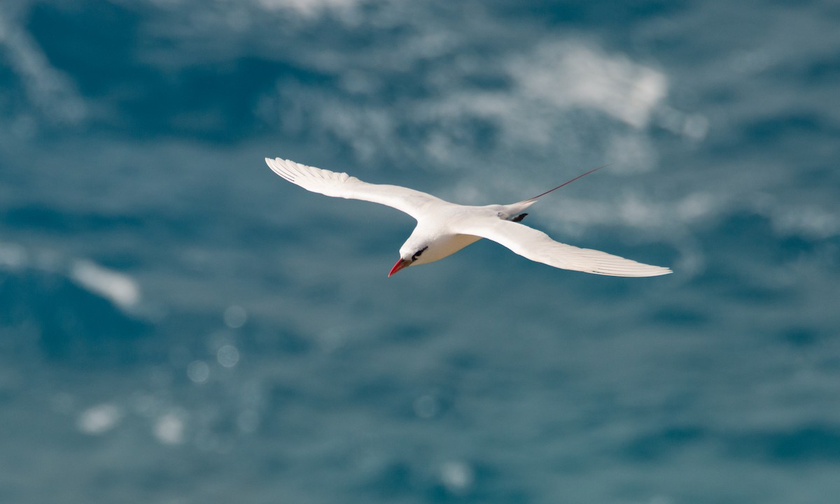 Red-tailed Tropicbird - ML391569231