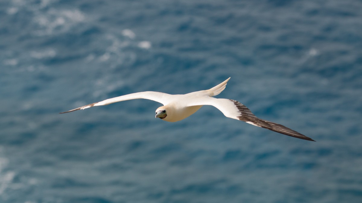 Red-footed Booby - ML391569571