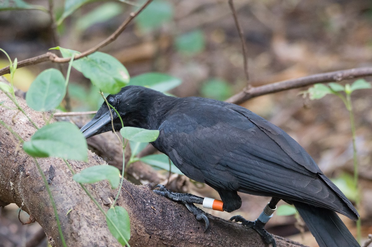 Mariana Crow - ML391569971